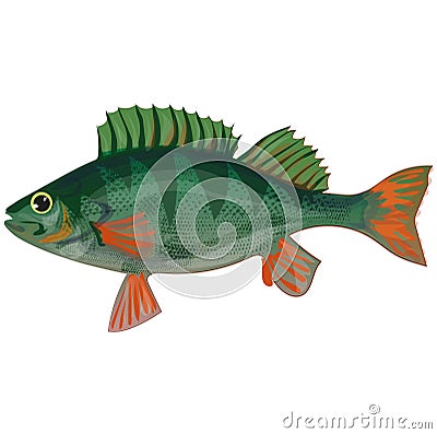 Sea bass illustration. Food, sea dweller, fish. Vector Illustration